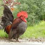 Farm 아파트호텔 3*