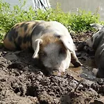 Farm מלון דירות אמסטרדם