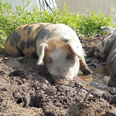 Farm Aparthotel