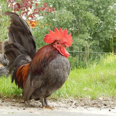 Farm Ξενοδοχείο με διαμερίσματα 3*