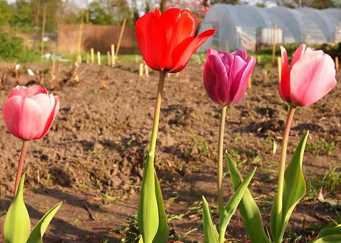 Lejlighedshotel Farm