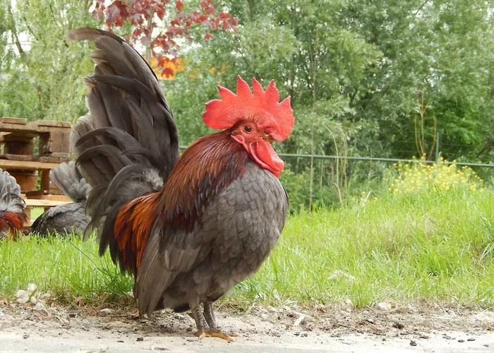 Farm Lejlighedshotel 3*