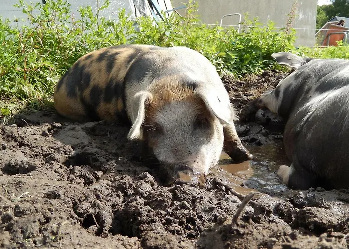 Farm Lejlighedshotel Amsterdam